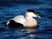 Somateria mollissima 51, Eidereend, Saxifraga-Bart Vastenhouw