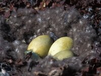 Somateria mollissima 52, Eidereend, Saxifraga-Jan Nijendijk