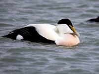 Somateria mollissima 53, Eidereend, Saxifraga-Bart Vastenhouw