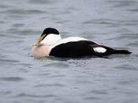 Somateria mollissima 57, Eidereend, Saxifraga-Bart Vastenhouw