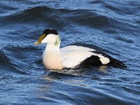 Somateria mollissima 59, Eidereend, Saxifraga-Bart Vastenhouw