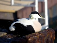 Somateria mollissima 60, Eidereend, Saxifraga-Bart Vastenhouw