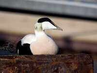 Somateria mollissima 61, Eidereend, Saxifraga-Bart Vastenhouw