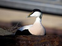 Somateria mollissima 63, Eidereend, Saxifraga-Bart Vastenhouw