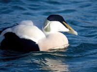 Somateria mollissima 64, Eidereend, Saxifraga-Bart Vastenhouw