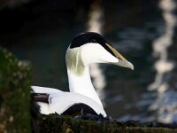 Somateria mollissima 70, Eidereend, Saxifraga-Bart Vastenhouw