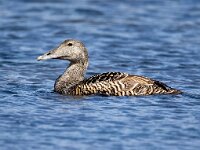 Somateria mollissima 71, Eidereend, Saxifraga-Bart Vastenhouw