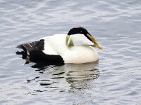 Somateria mollissima 73, Eidereend, Saxifraga-Bart Vastenhouw