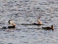 Somateria mollissima 74, Eidereend, Saxifraga-Bart Vastenhouw