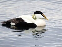 Somateria mollissima 78, Eidereend, Saxifraga-Bart Vastenhouw