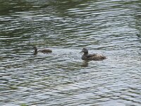 Somateria mollissima 84, Eider, Saxifraga-Willem van Kruijsbergen