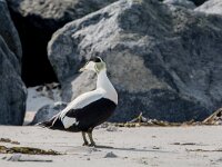 Somateria mollissima 96, Eidereend, adult, male, Saxifraga-Theo Verstrael