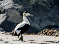 Somateria mollissima 97, Eidereend, adult, male, Saxifraga-Theo Verstrael