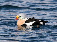 Somateria spectabilis 15, Koningseider, Saxifraga-Bart Vastenhouw