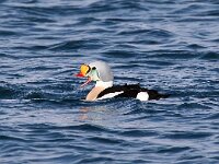 Somateria spectabilis 16, Koningseider, Saxifraga-Bart Vastenhouw