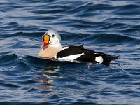Somateria spectabilis 18, Koningseider, Saxifraga-Bart Vastenhouw