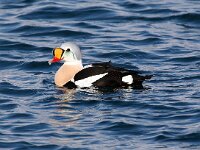 Somateria spectabilis 19, Koningseider, Saxifraga-Bart Vastenhouw