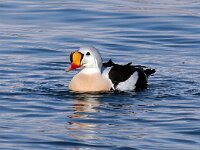 Somateria spectabilis 3, Koningseider, Saxifraga-Bart Vastenhouw