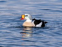 Somateria spectabilis 4, Koningseider, Saxifraga-Bart Vastenhouw