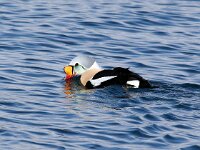 Somateria spectabilis 6, Koningseider, Saxifraga-Bart Vastenhouw