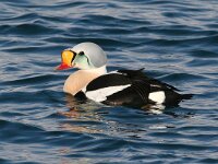 Somateria spectabilis 9, Koningseider, Saxifraga-Bart Vastenhouw