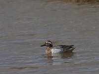 Spatula querquedula 41, Zomertaling, Saxifraga-Jan Nijendijk