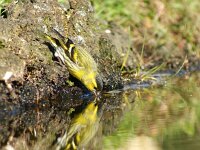 Spinus spinus 100, Sijs, adult, male, Saxifraga-Theo Verstrael