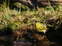 Spinus spinus 101, Sijs, adult, male, Saxifraga-Theo Verstrael