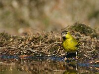 Spinus spinus 102, Sijs, adult, male, Saxifraga-Theo Verstrael  Sijs mannetje Lemelerberg