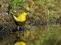 Spinus spinus 104, Sijs, adult, male, Saxifraga-Theo Verstrael