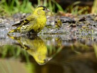 Spinus spinus 106, Sijs, adult, male, Saxifraga-Theo Verstrael