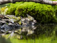 Spinus spinus 108, Sijs, adult, male, Saxifraga-Theo Verstrael