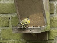 Spinus spinus 87, Sijs, Saxifraga-Willem van Kruijsbergen