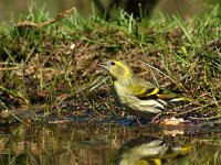 Spinus spinus 91, Sijs, adult, female, Saxifraga-Theo Verstrael  Sijs vrouwtje Lemelerberg