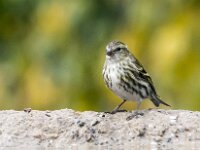 Spinus spinus 96, Sijs, adult, female, Saxifraga-Theo Verstrael