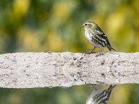 Spinus spinus 97, Sijs, adult, female, Saxifraga-Theo Verstrael