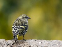 Spinus spinus 99, Sijs, adult, female, Saxifraga-Theo Verstrael