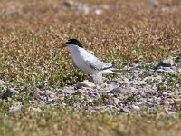 Sterna albifrons 17, Dwergstern, Saxifraga-Peter Meininger