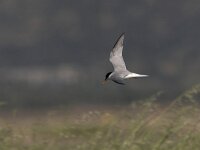 Sterna albifrons 2, Dwergstern, Saxifraga-Luc Hoogenstein