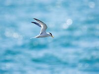 Sterna albifrons 26, Dwergstern, Saxifraga-Bart Vastenhouw