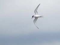 Sterna dougallii 10, Dougalls stern, Saxifraga-Mark Zekhuis