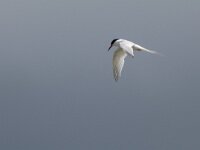 Sterna dougallii 12, Dougalls stern, Saxifraga-Mark Zekhuis