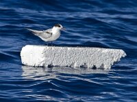 Sterna dougallii 5, Dougalls stern, Saxifraga-Rik Kruit