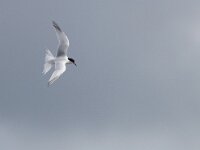 Sterna dougallii 7, Dougalls stern, Saxifraga-Mark Zekhuis