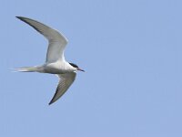 Sterna hirundo 119, Visdief, Saxifraga-Tom Heijnen