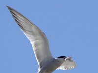 Sterna hirundo 125, Visdief, adult, Saxifraga-Theo Verstrael