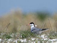 Sterna hirundo 126, Visdief, adult, Saxifraga-Theo Verstrael