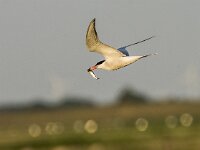Sterna hirundo 131, Visdief, adult, Saxifraga-Theo Verstrael