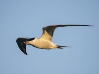 Sterna hirundo 132, Visdief, adult, Saxifraga-Theo Verstrael