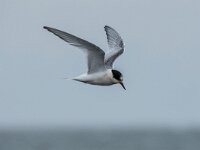 Sterna hirundo 137, Visdief, adult, winter plumage, Saxifraga-Theo Verstrael